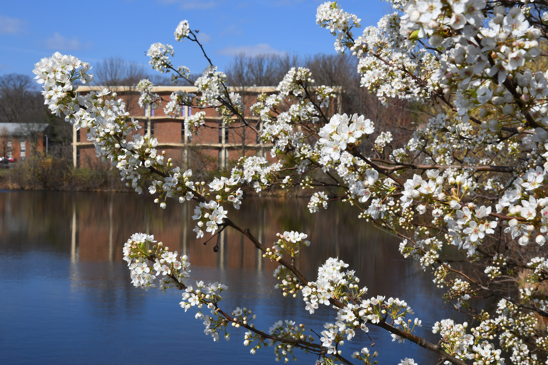 Blossoms near Centennial Lake in spring