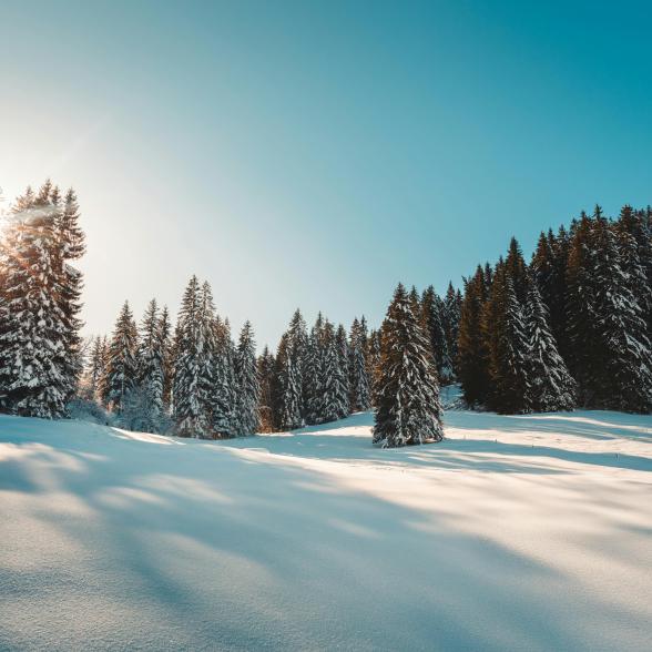 Winter trees landscape image