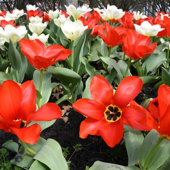Rider University tulips