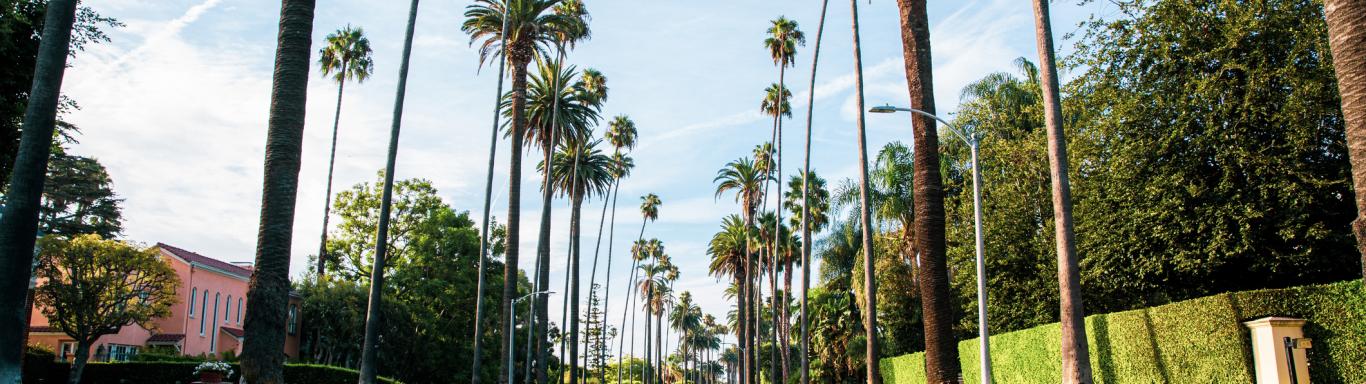 Palm tree lined street in Los Angeles
