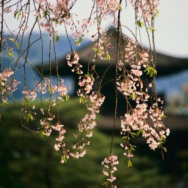 Japanese cherry blossoms